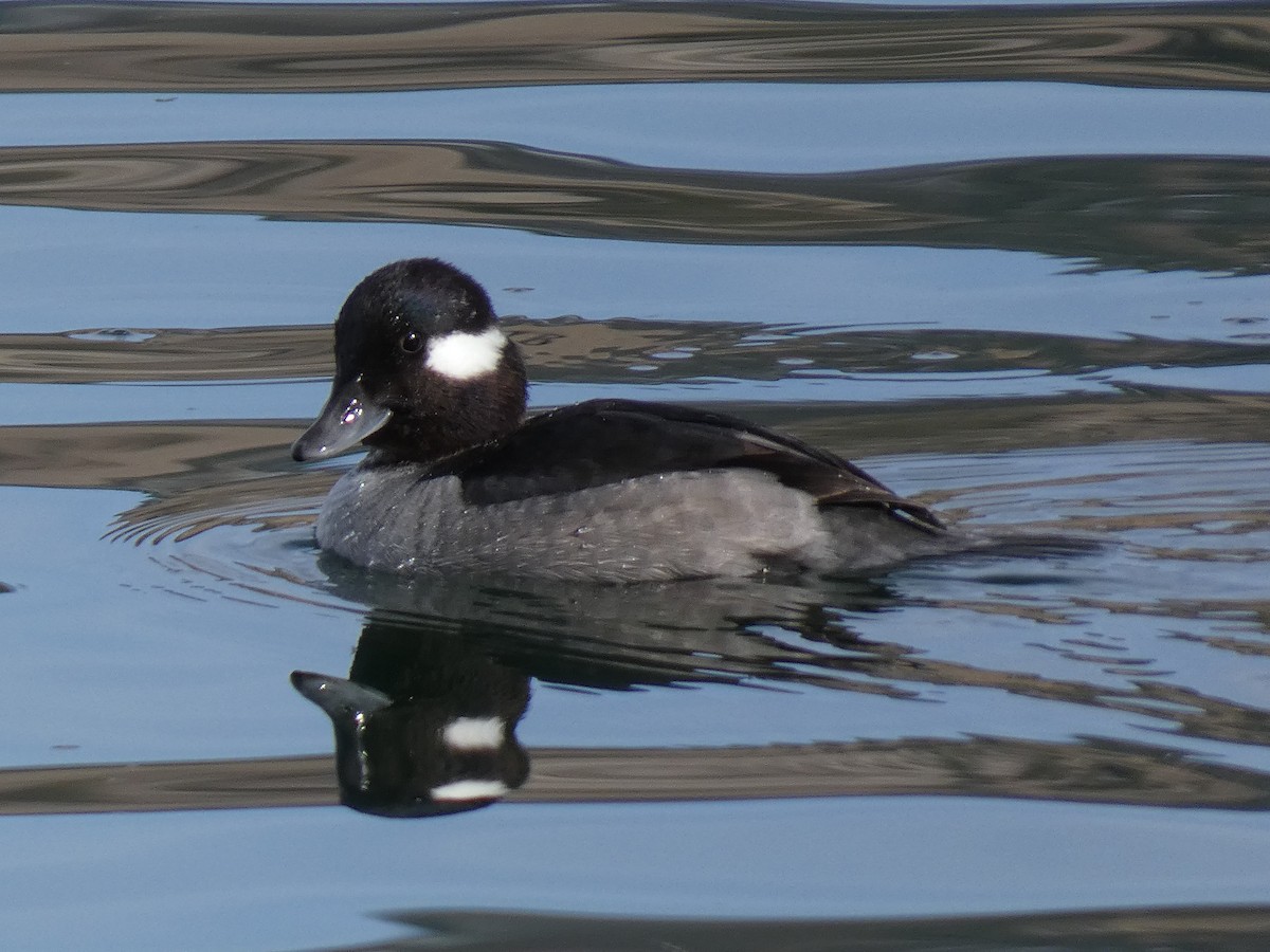 Bufflehead - Lynn Wysocki-Smith