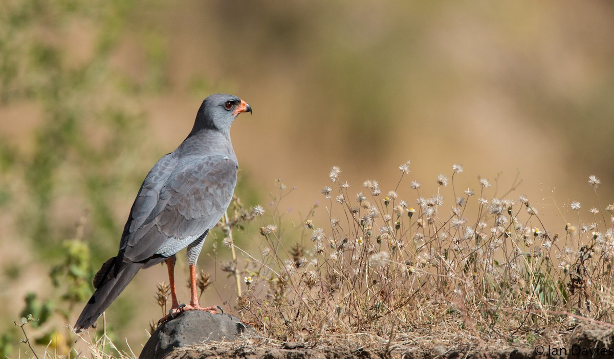 Dark Chanting-Goshawk - ML20060061