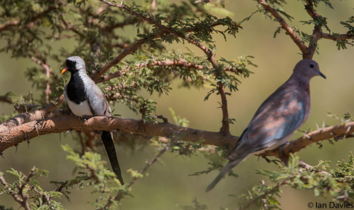 Namaqua Dove - ML20060171