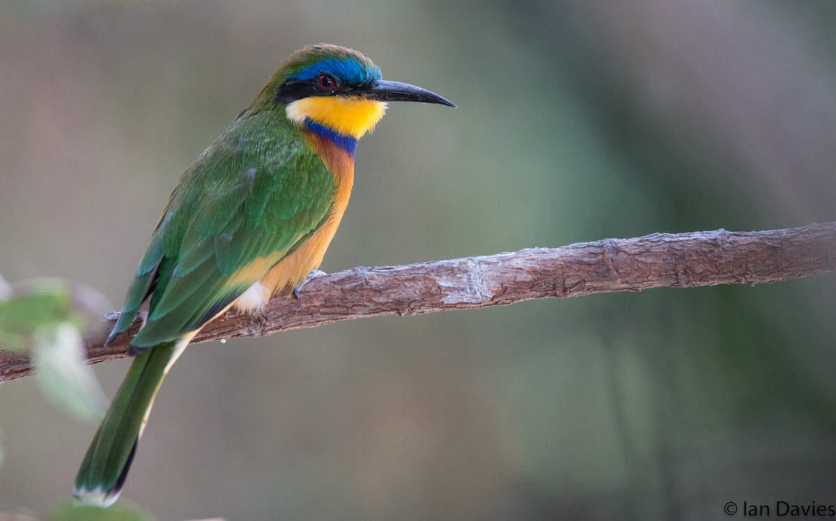 Ethiopian Bee-eater - ML20060181