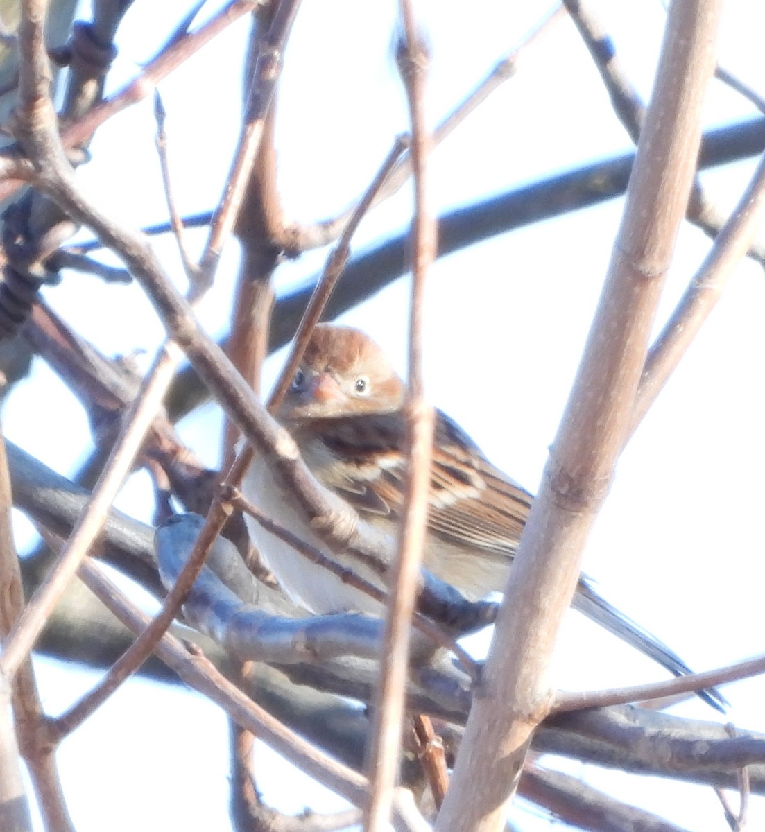 Field Sparrow - ML200602141