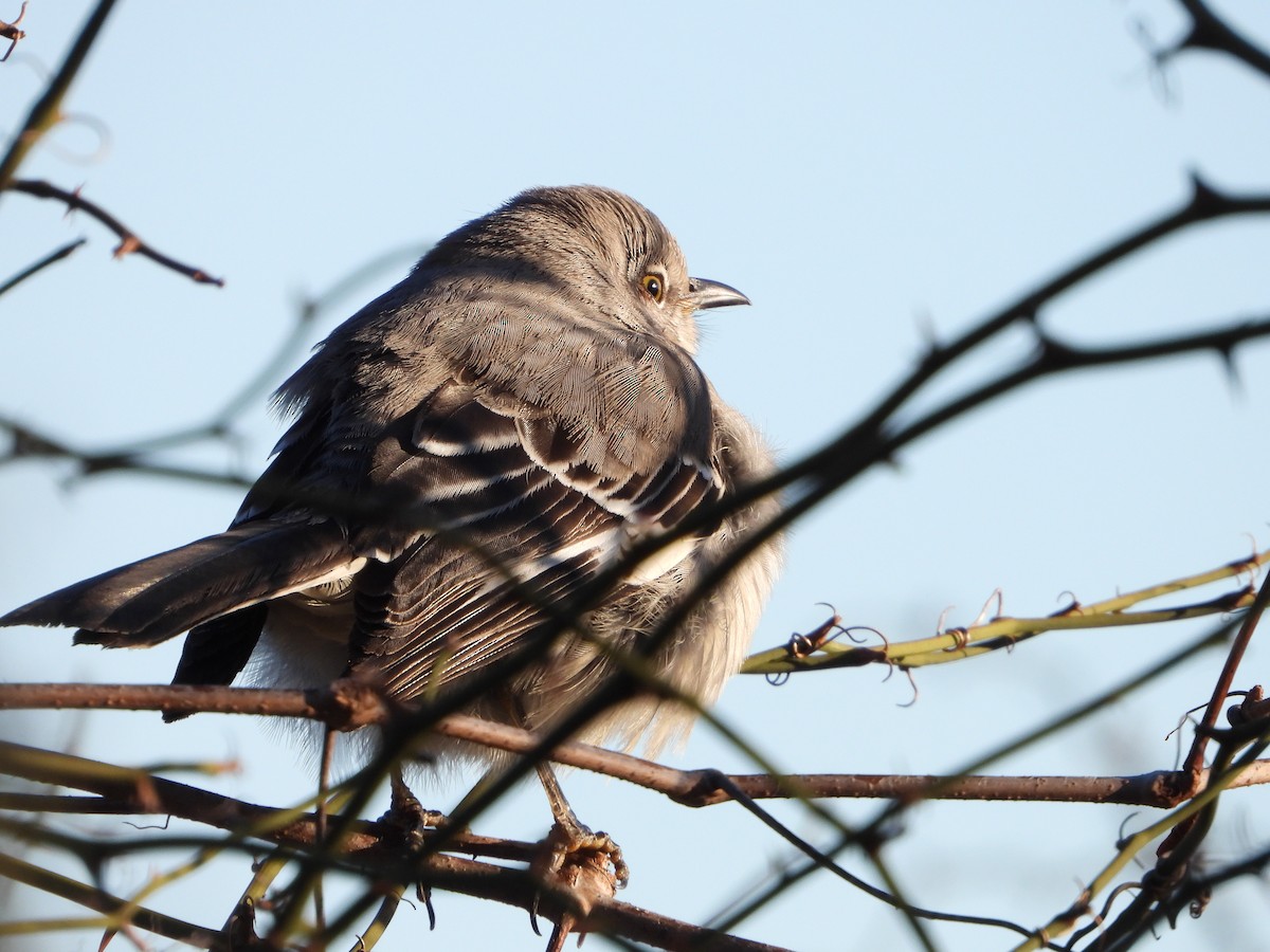 Northern Mockingbird - ML200602371