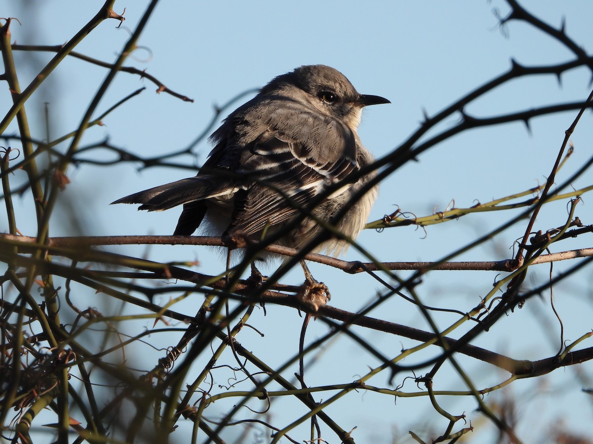 Northern Mockingbird - Joe Rothstein