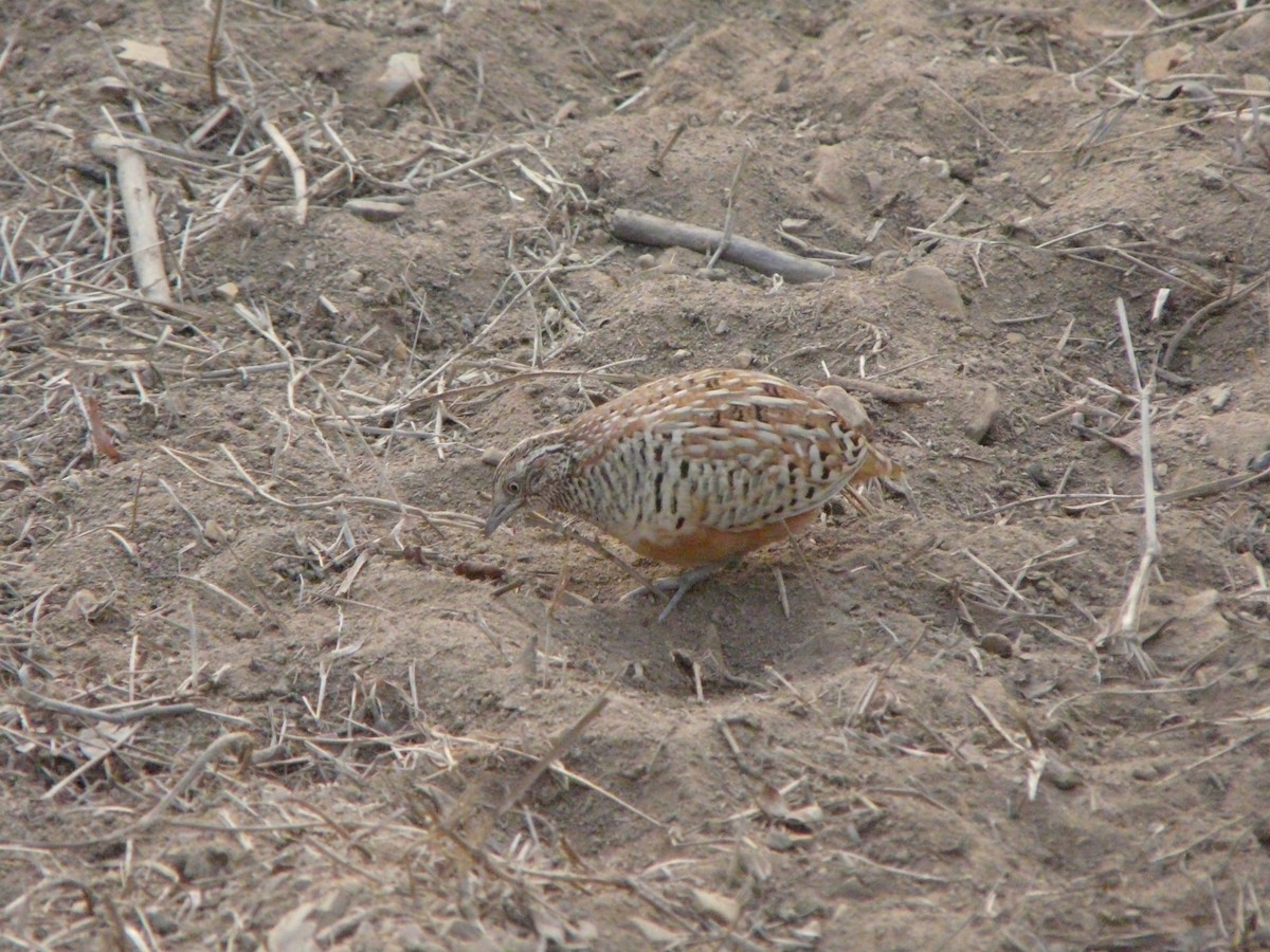 Barred Buttonquail - ML200603521