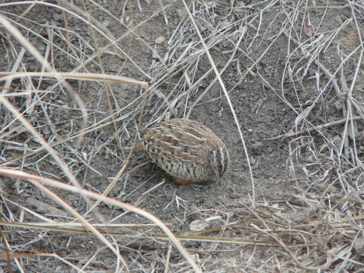 Barred Buttonquail - ML200603531