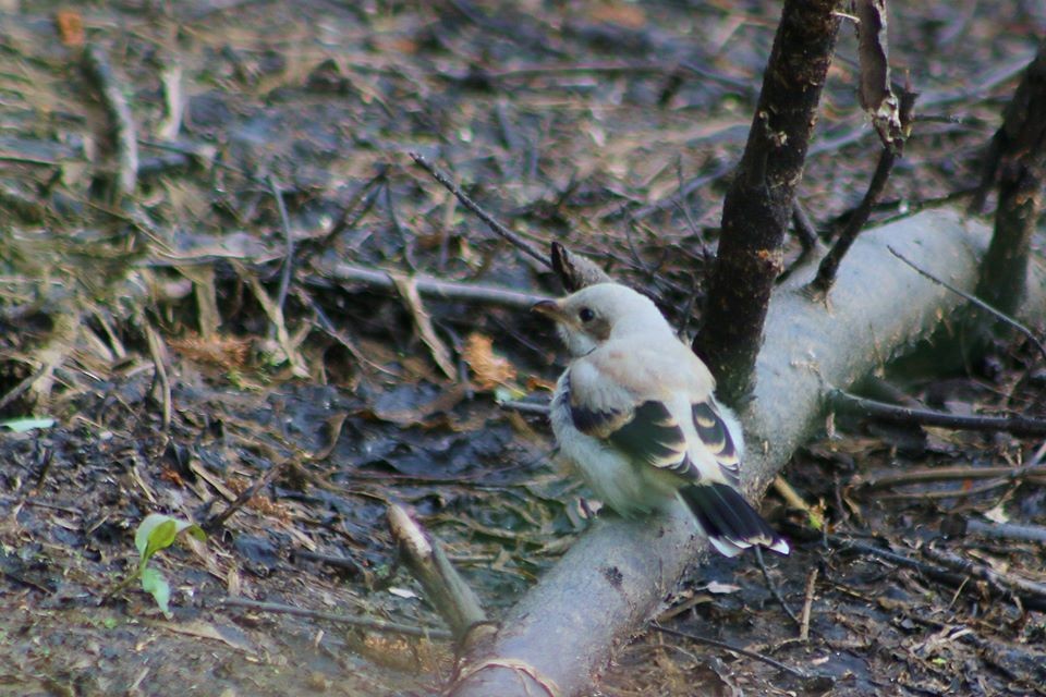 Northern Shrike - ML200603791