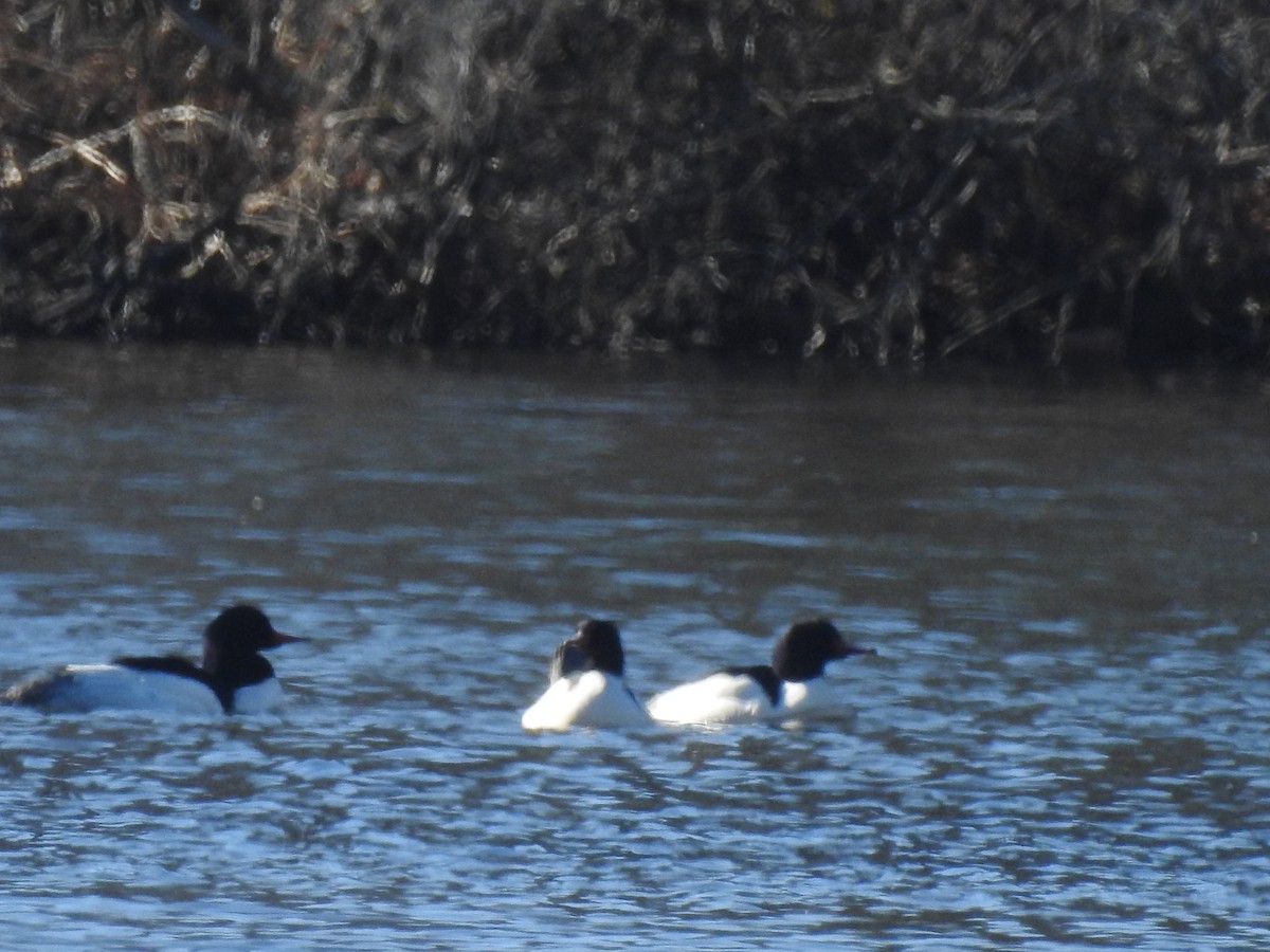 Common Merganser - ML200604851