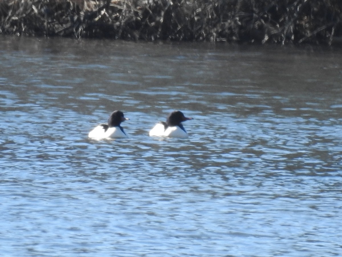 Common Merganser - ML200604861