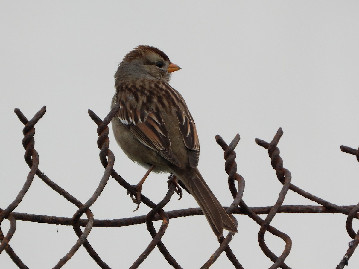 White-crowned Sparrow - Nurit Katz