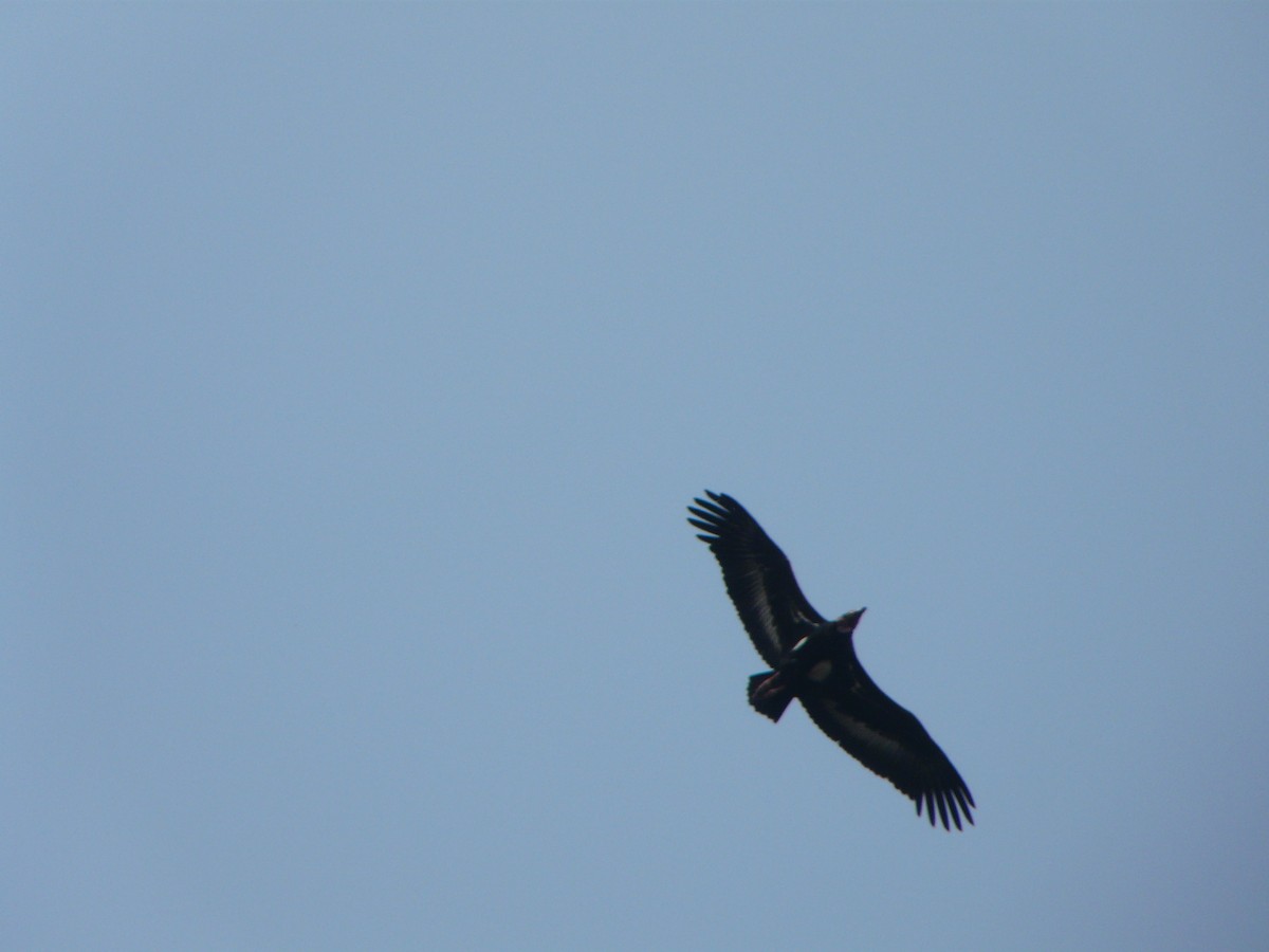 Red-headed Vulture - ML200606951