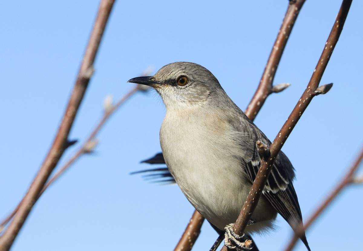 Northern Mockingbird - Drew Chaney