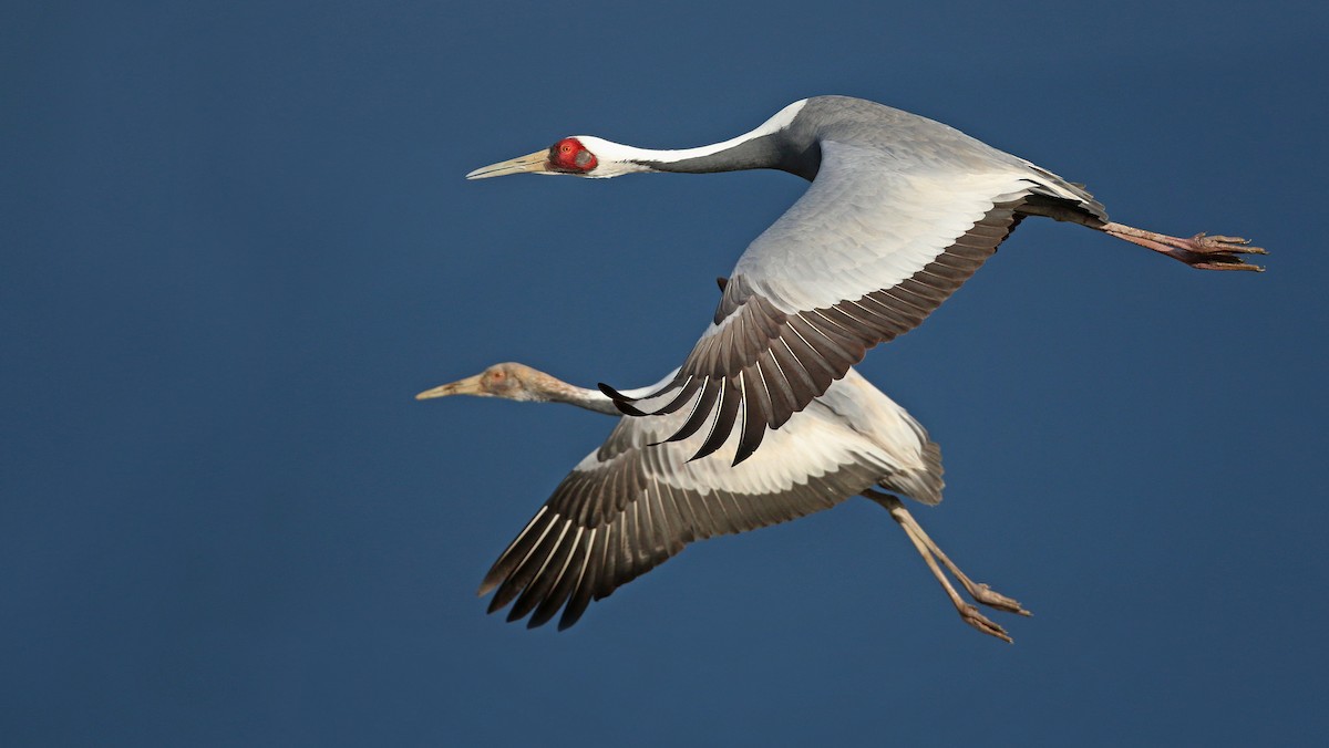 White-naped Crane - Ian Davies