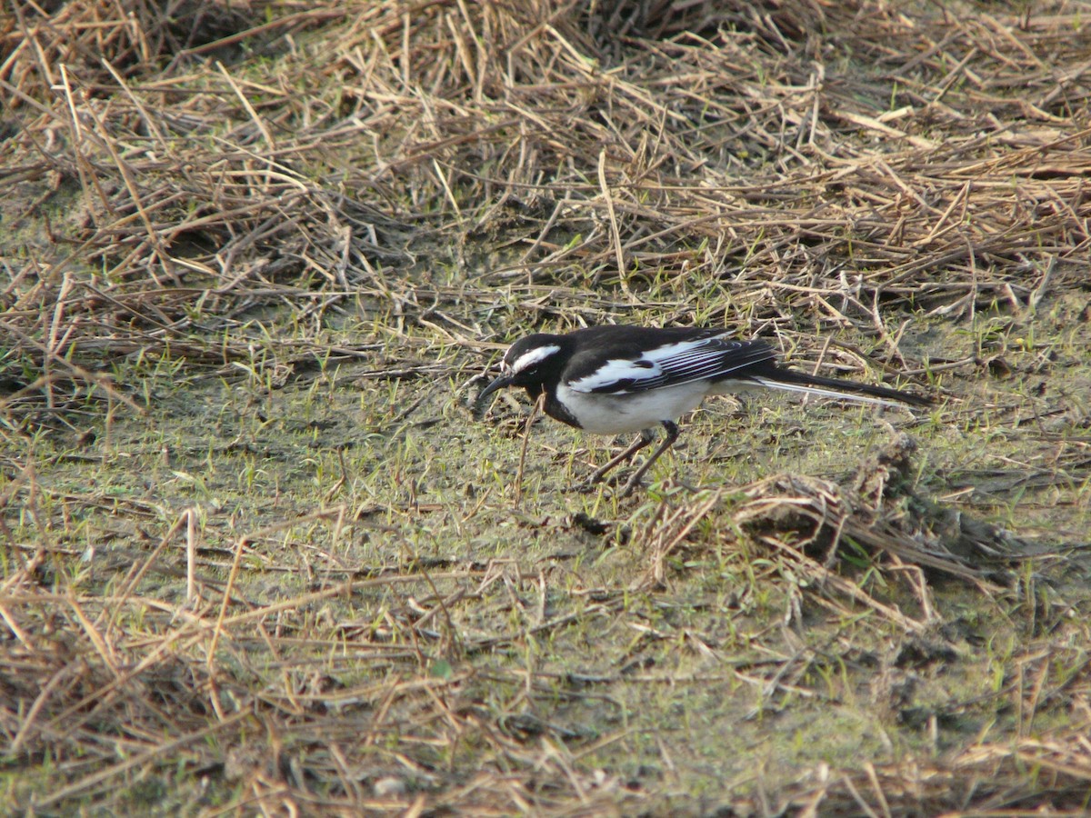 White-browed Wagtail - ML200607131