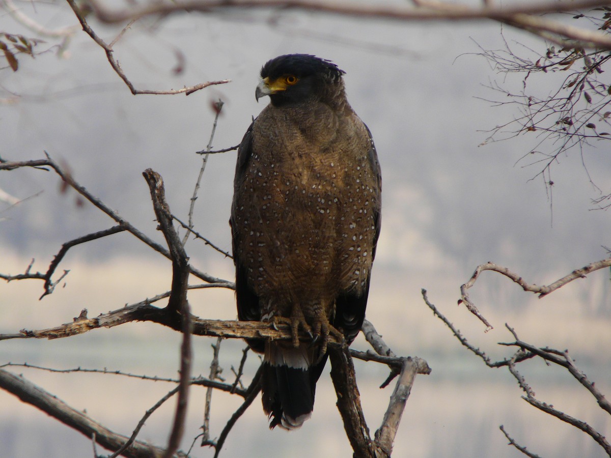 Crested Serpent-Eagle - ML200607701