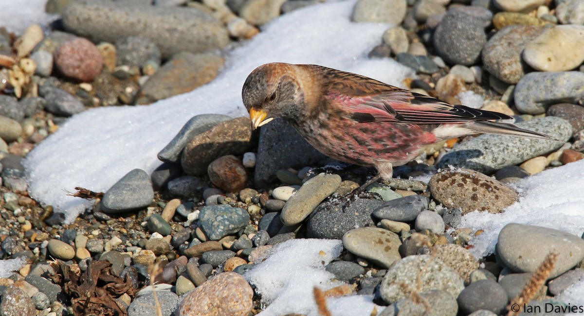 Asian Rosy-Finch - Ian Davies