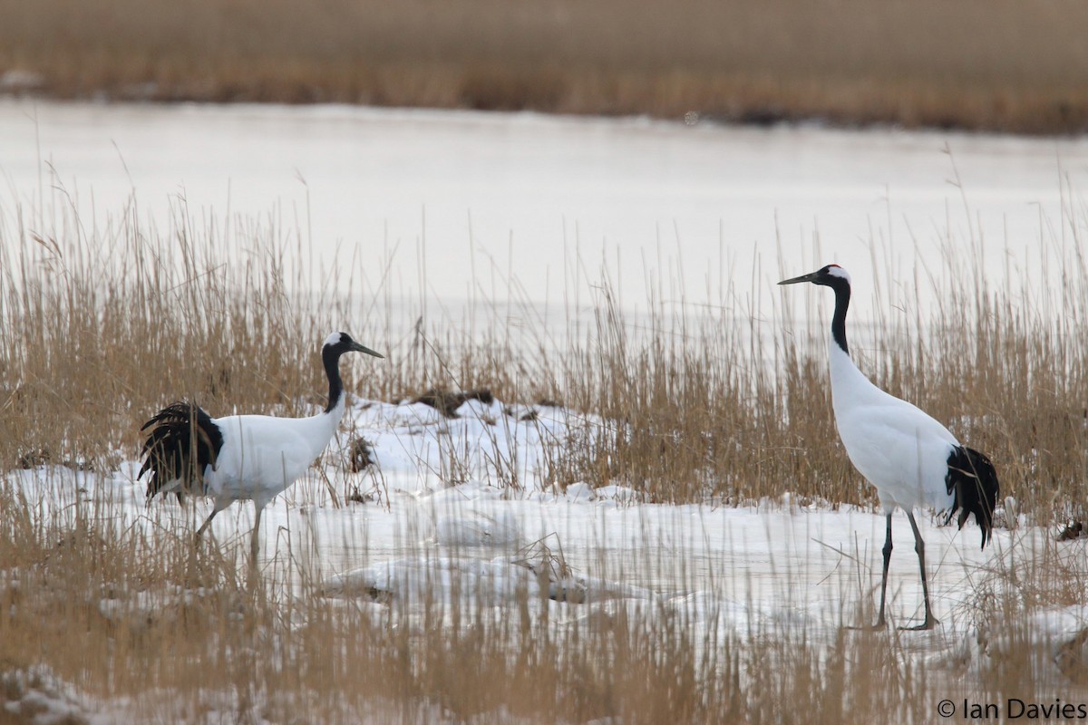 Red-crowned Crane - ML20060801