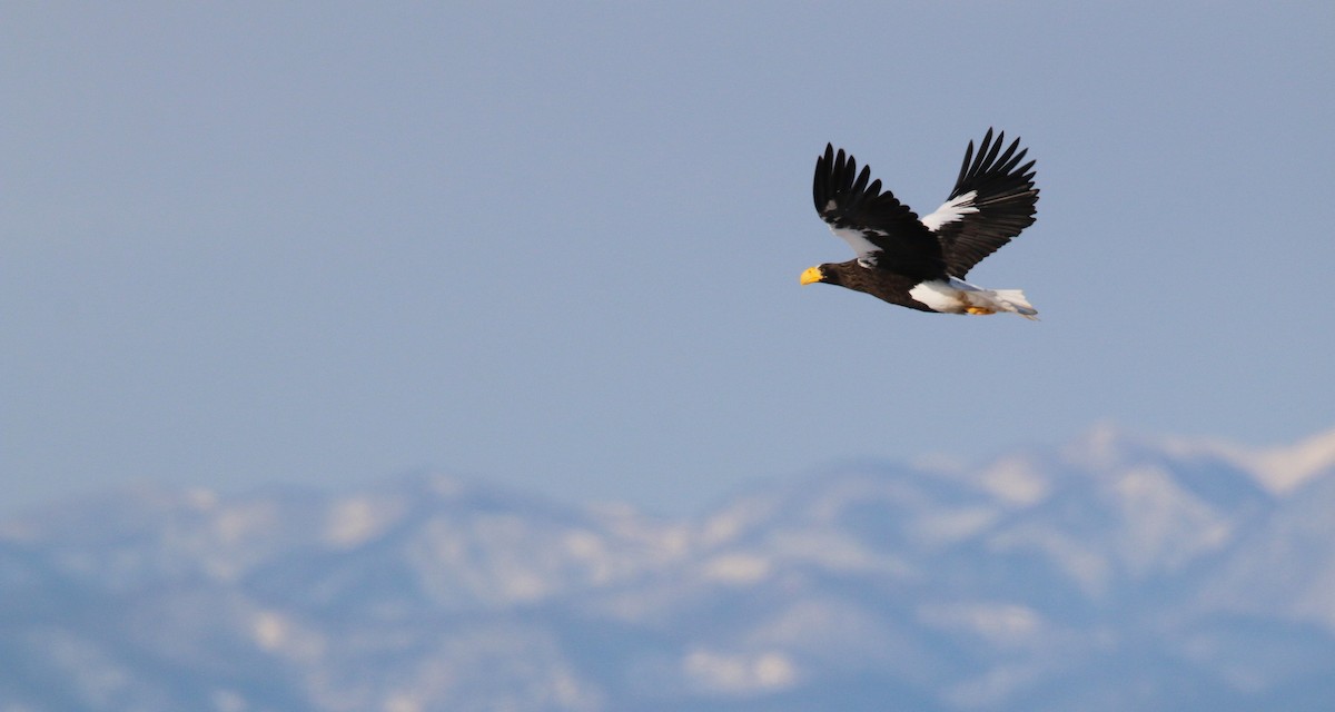 Steller's Sea-Eagle - ML20060831