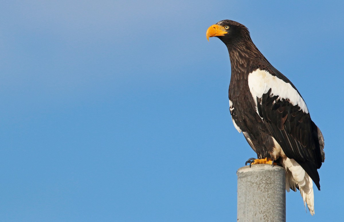 Steller's Sea-Eagle - ML20060851