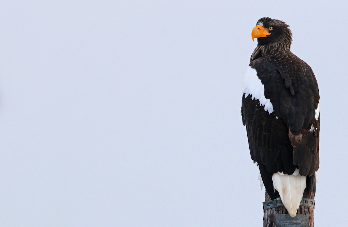 Steller's Sea-Eagle - ML20060861