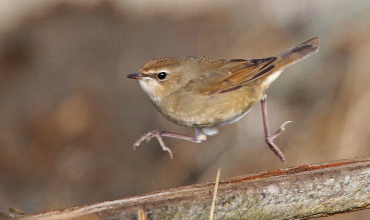 Siberian Rubythroat - ML20060881