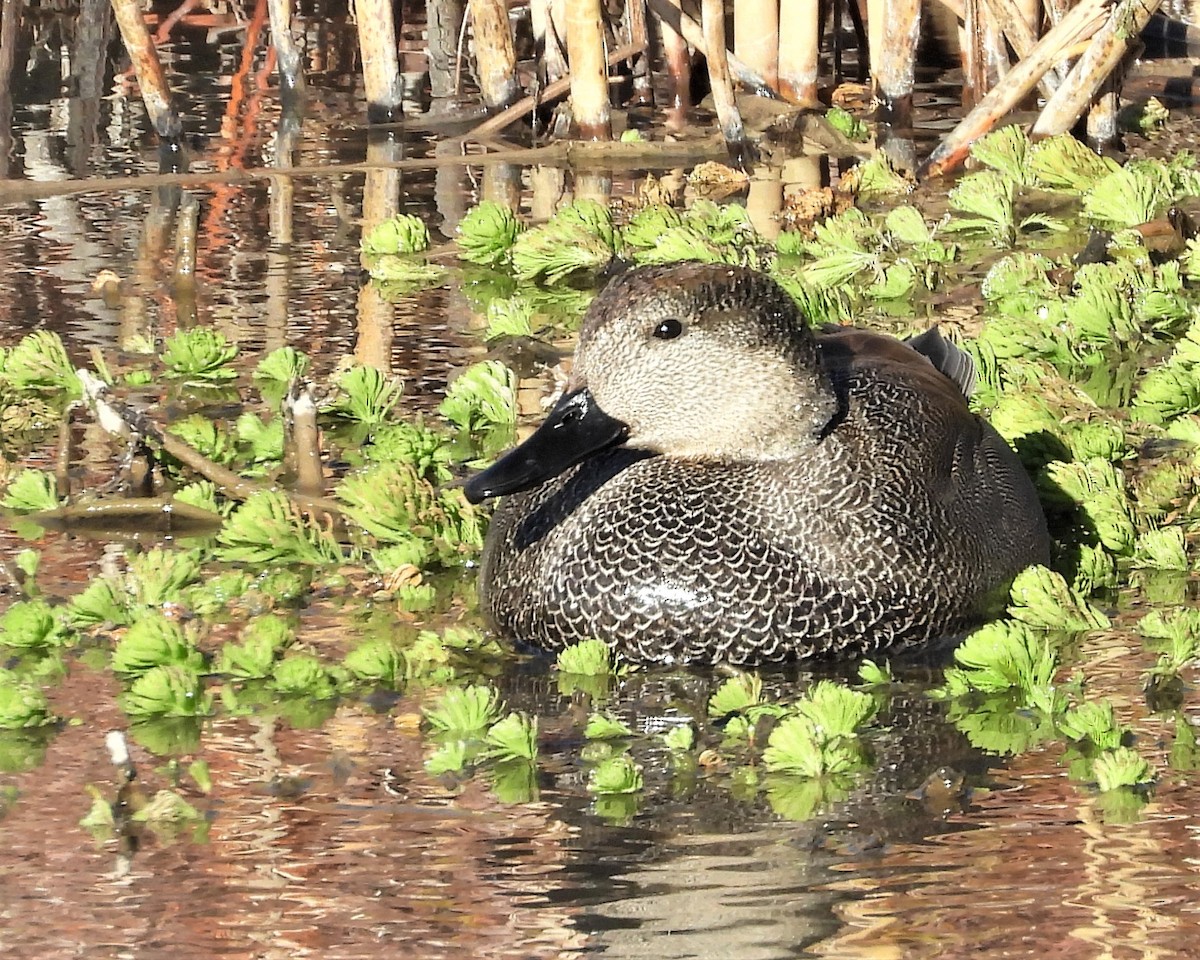 Gadwall - ML200608961