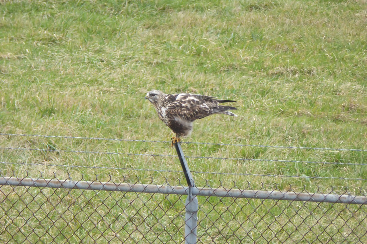 Rough-legged Hawk - ML200611791