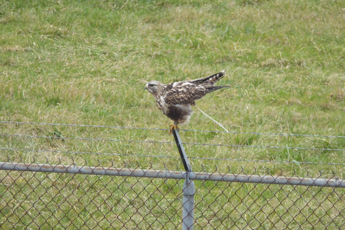 Rough-legged Hawk - ML200611891