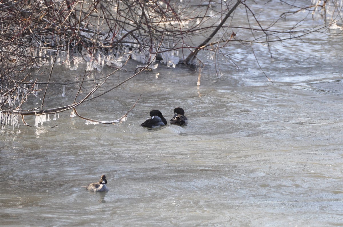 Greater Scaup - Tim Schadel