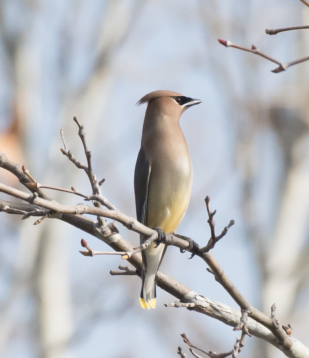 Cedar Waxwing - ML200615641