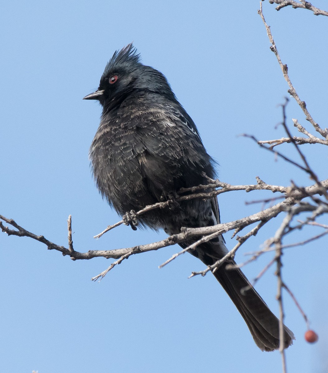 Phainopepla - Gordon Karre