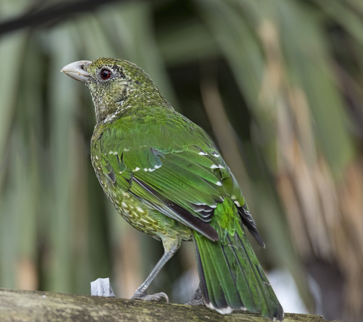 Green Catbird - David Sinnott