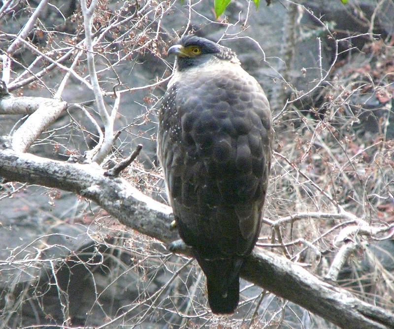 Crested Serpent-Eagle - ML200619291