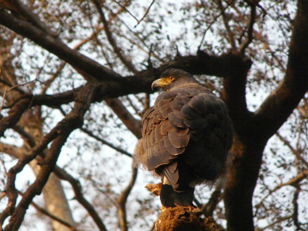 Crested Serpent-Eagle - ML200619341