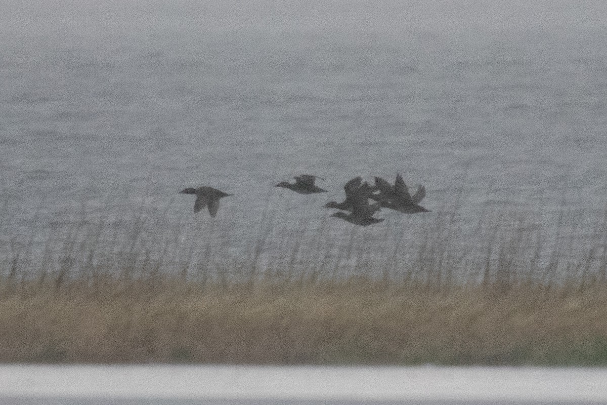 Surf Scoter - Daniel Redwine