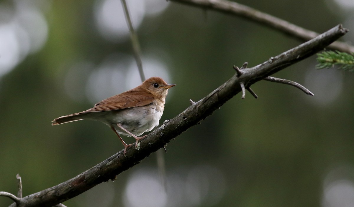 Veery - ML20061971