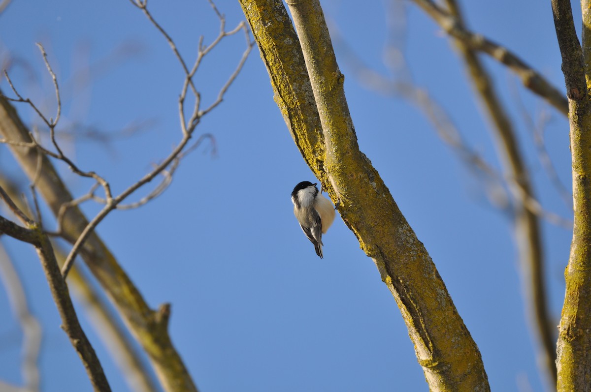 Black-capped Chickadee - ML200620191