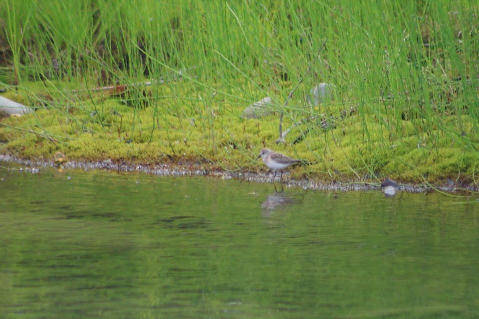 Semipalmated Sandpiper - ML200621841