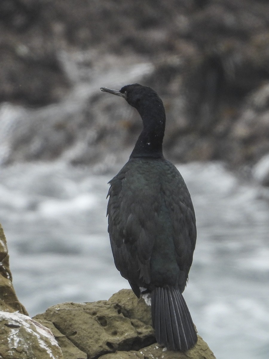 Pelagic Cormorant - ML200622551