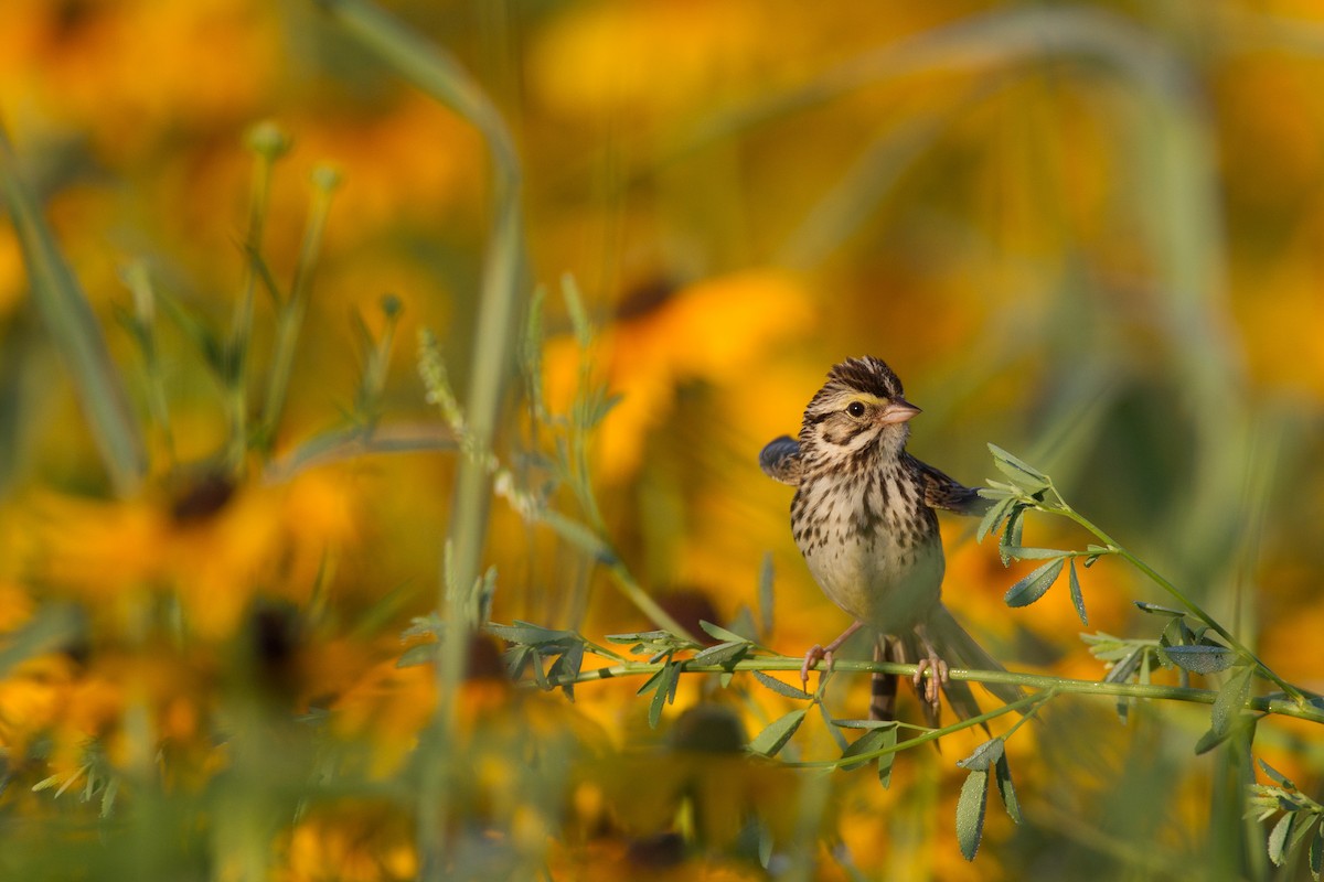 Savannah Sparrow (Savannah) - ML20062461