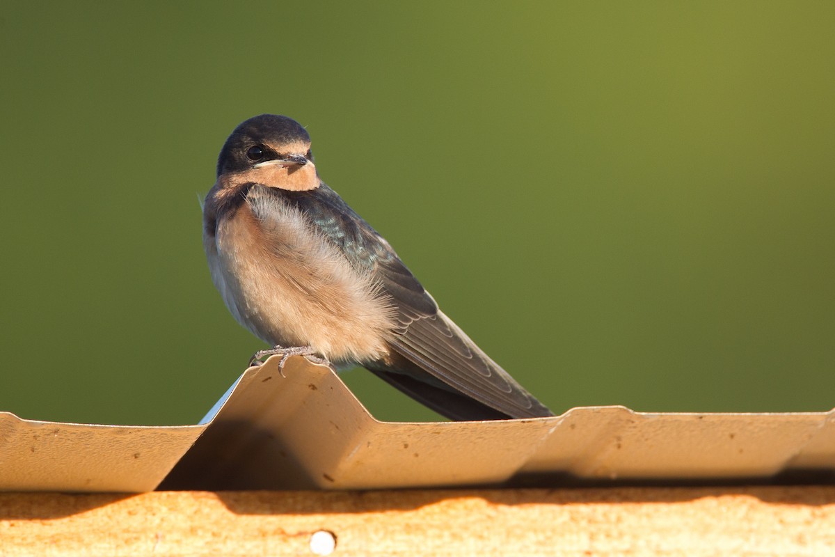 Hirondelle rustique - ML20062501