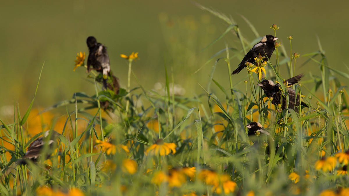 bobolink - ML20062521