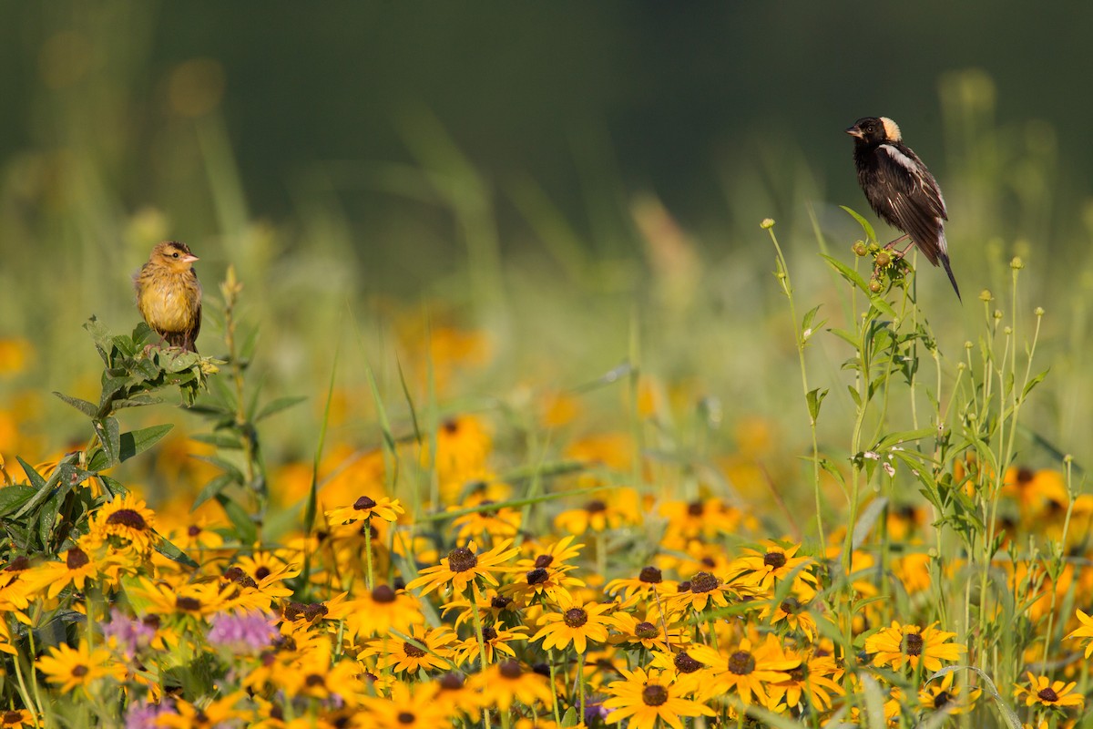 bobolink americký - ML20062531