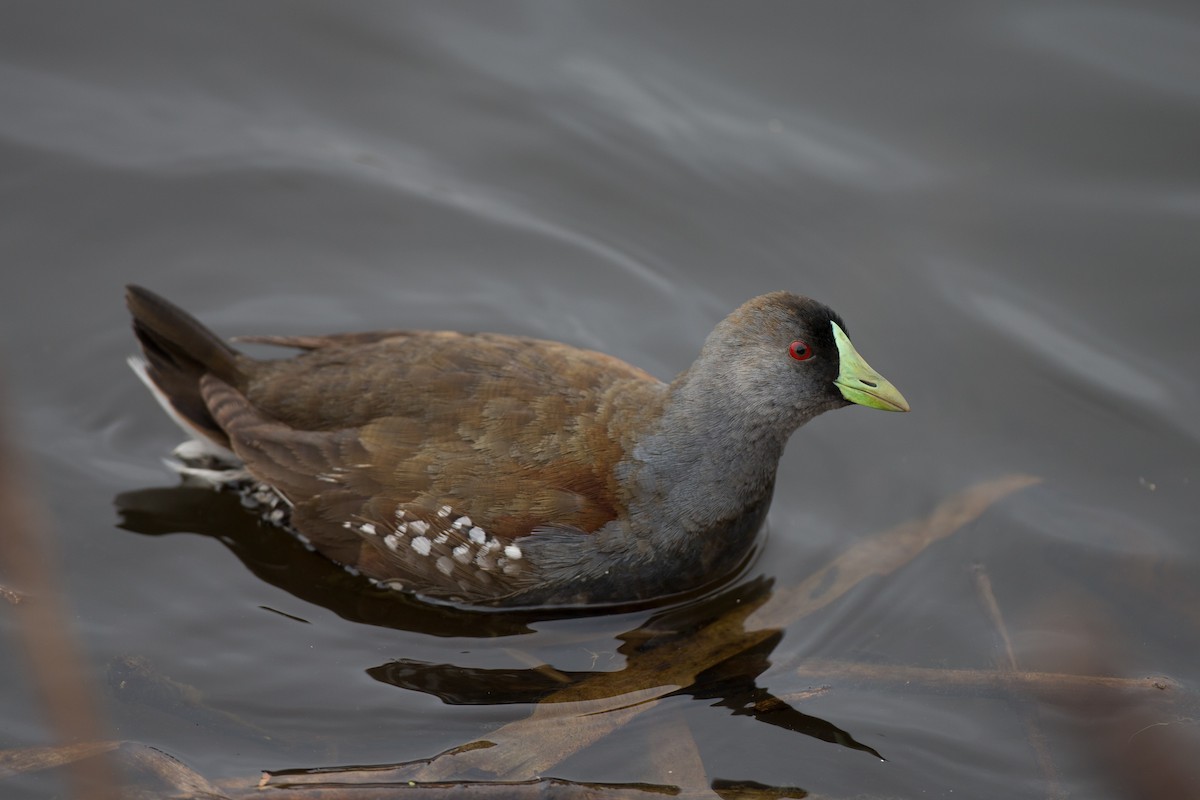 Spot-flanked Gallinule - Chris Wood