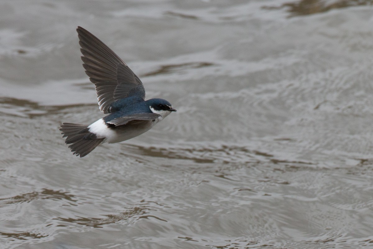 White-rumped Swallow - ML20062741