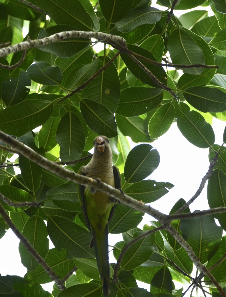 Monk Parakeet - ML200627741