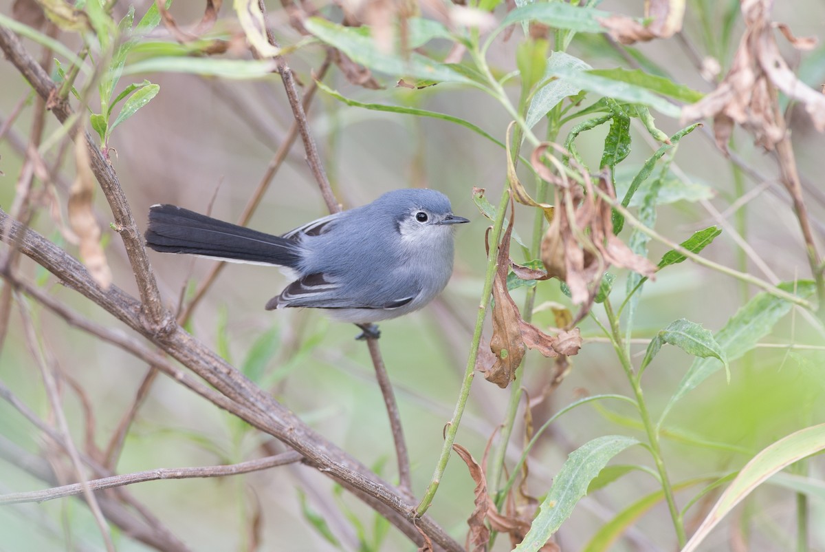 Masked Gnatcatcher - ML20062781