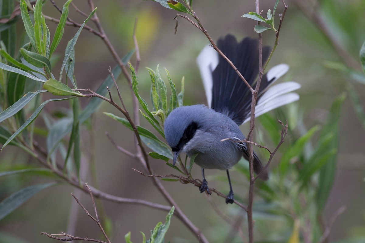 Masked Gnatcatcher - Chris Wood