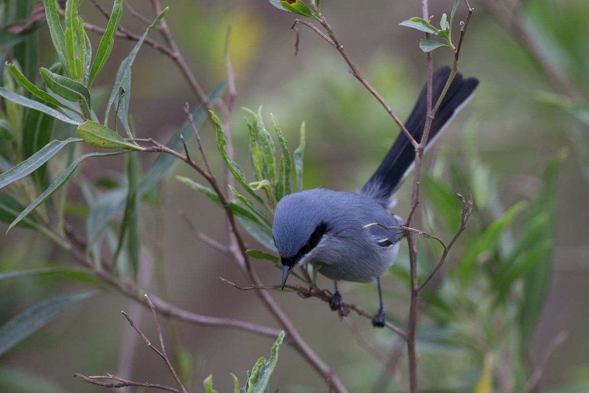 Masked Gnatcatcher - ML20062801