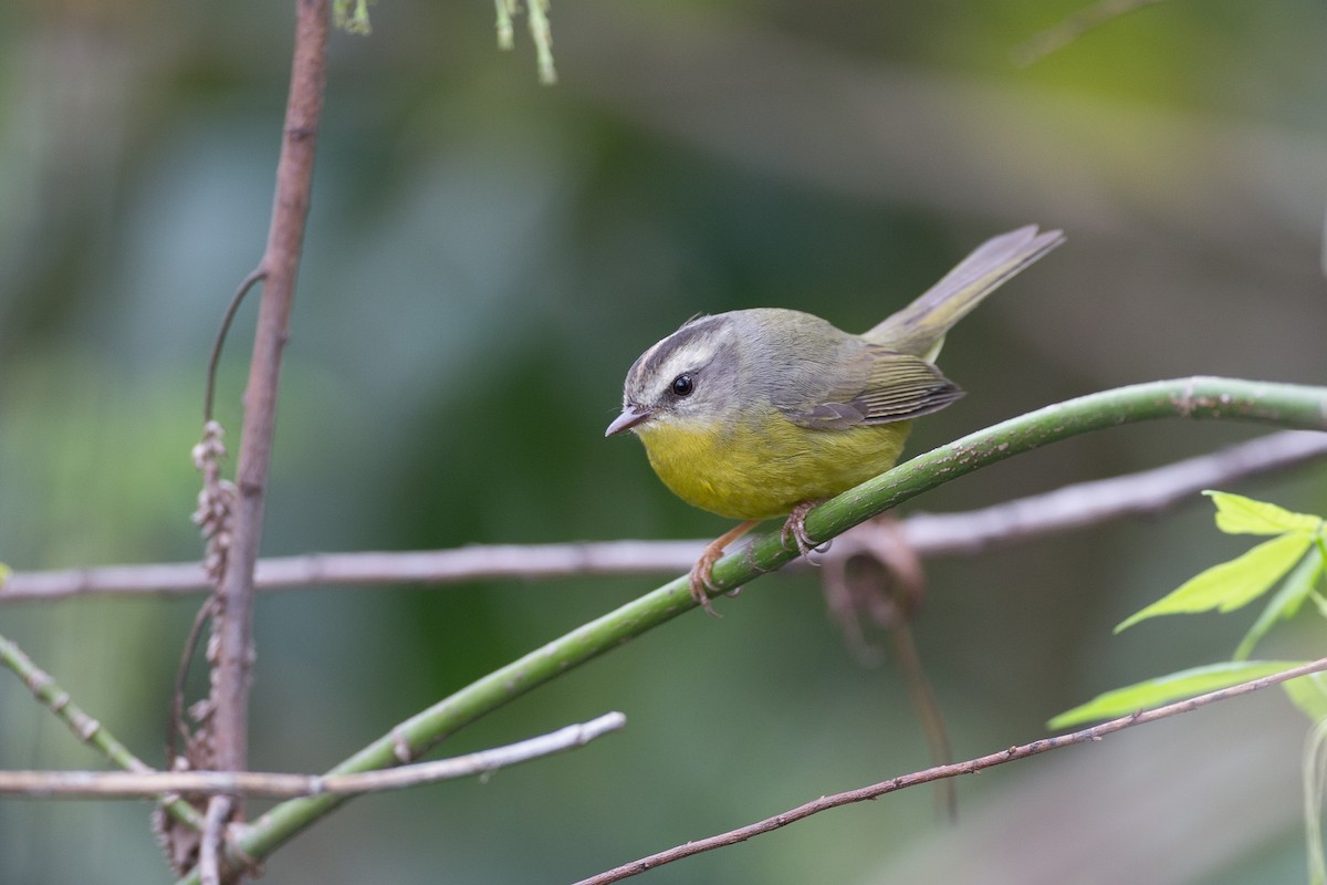 Golden-crowned Warbler - Chris Wood