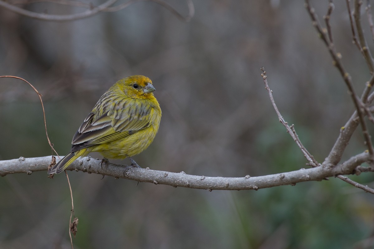 Saffron Finch - ML20062891